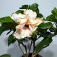 Hibiscus rose