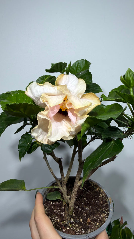Hibiscus rose