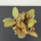 Kalanchoe Orgyalis