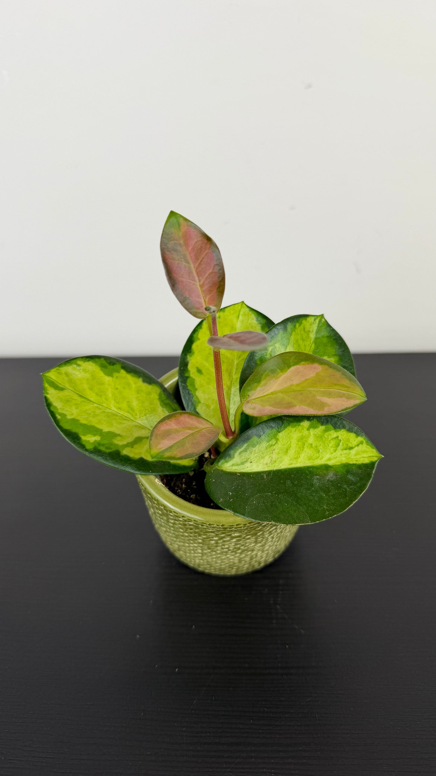Hoya Australis Lisa
