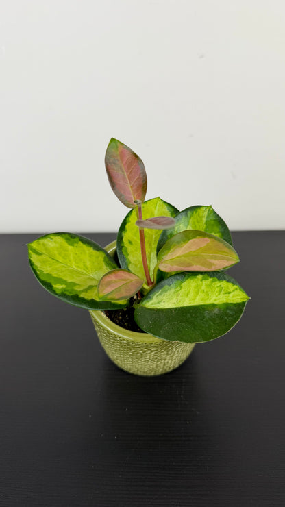 Hoya Australis Lisa