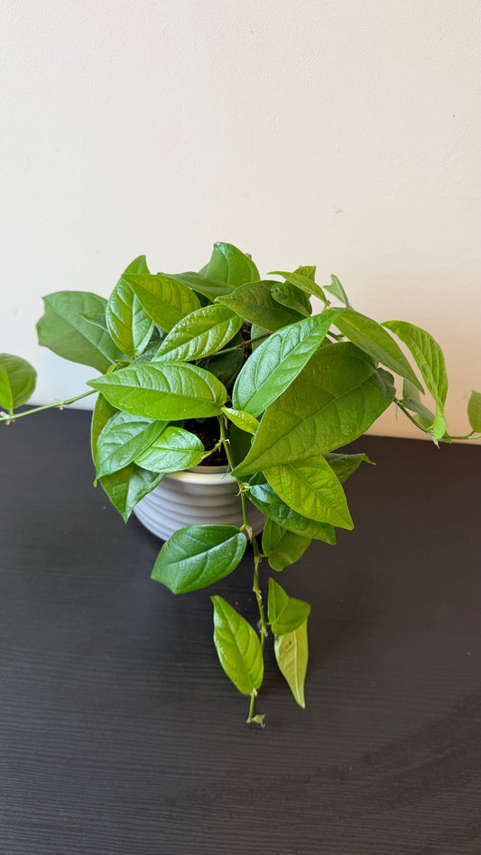 Ficus Sagittata