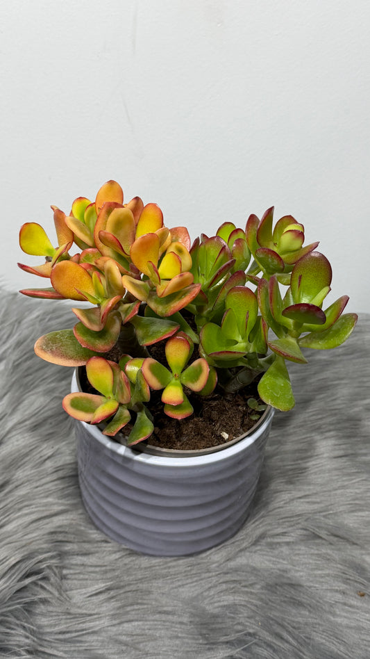 Crassula 3