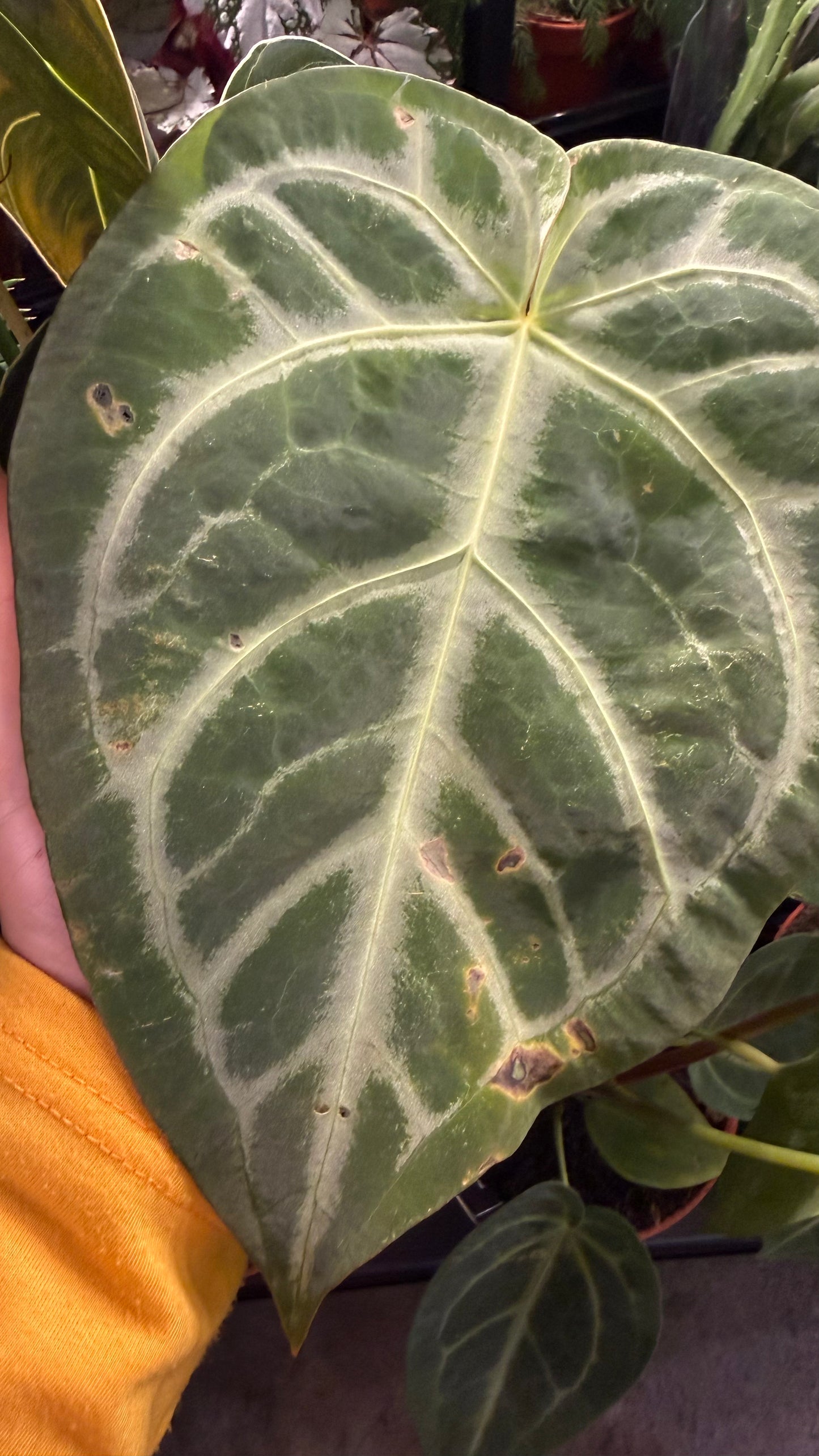 Anthurium magnificum