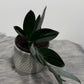 Scindapsus treubii dark form
