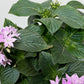 Pentas Lanceolata Lavandula