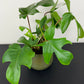 Philodendron Florida Green