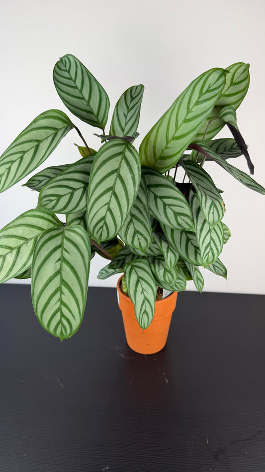 Calathea 2