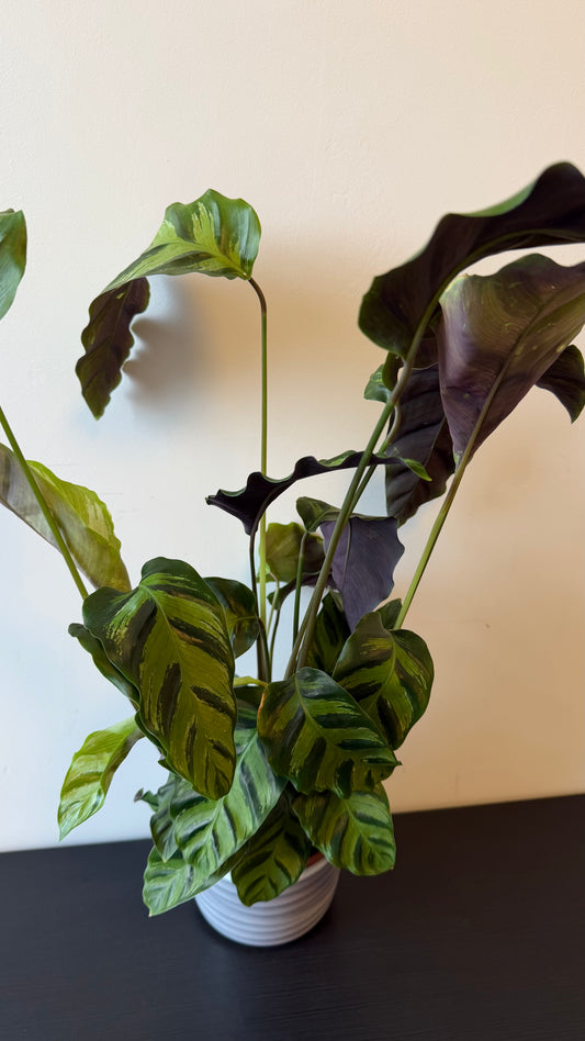 Calathea 2