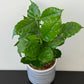 Coffea Arabica