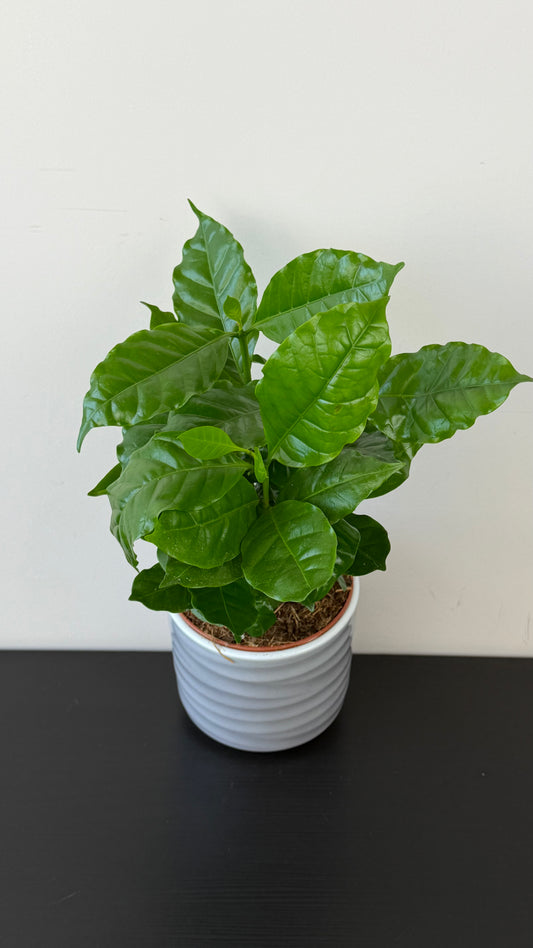 Coffea Arabica