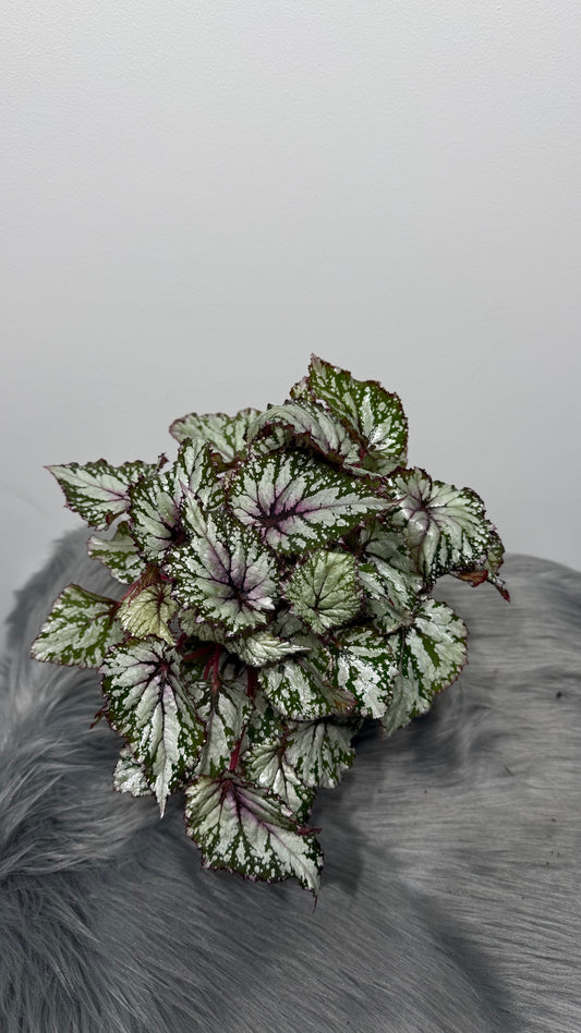 Begonia Beleaf 1