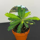 Biophytum Sensitivum