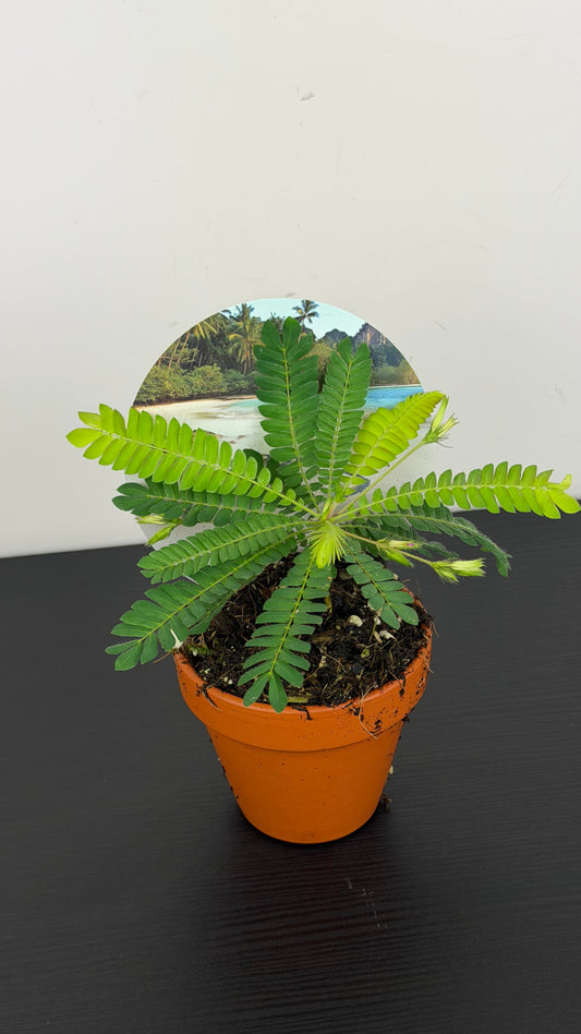 Biophytum Sensitivum