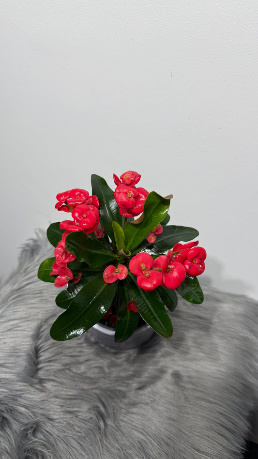 Euphorbia Milii Vulcanic