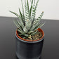 Haworthia fasciata Alba