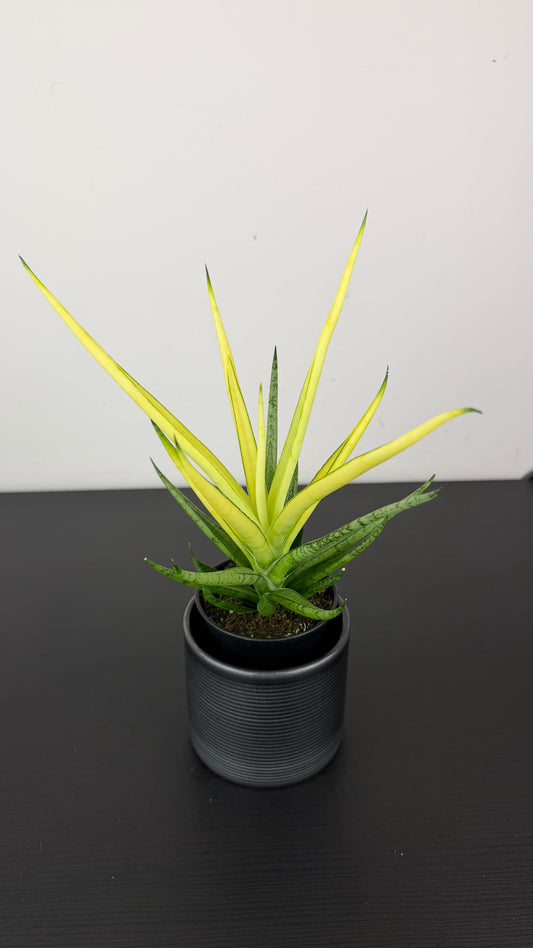 Sansevieria Comet Chrysanta Lemon