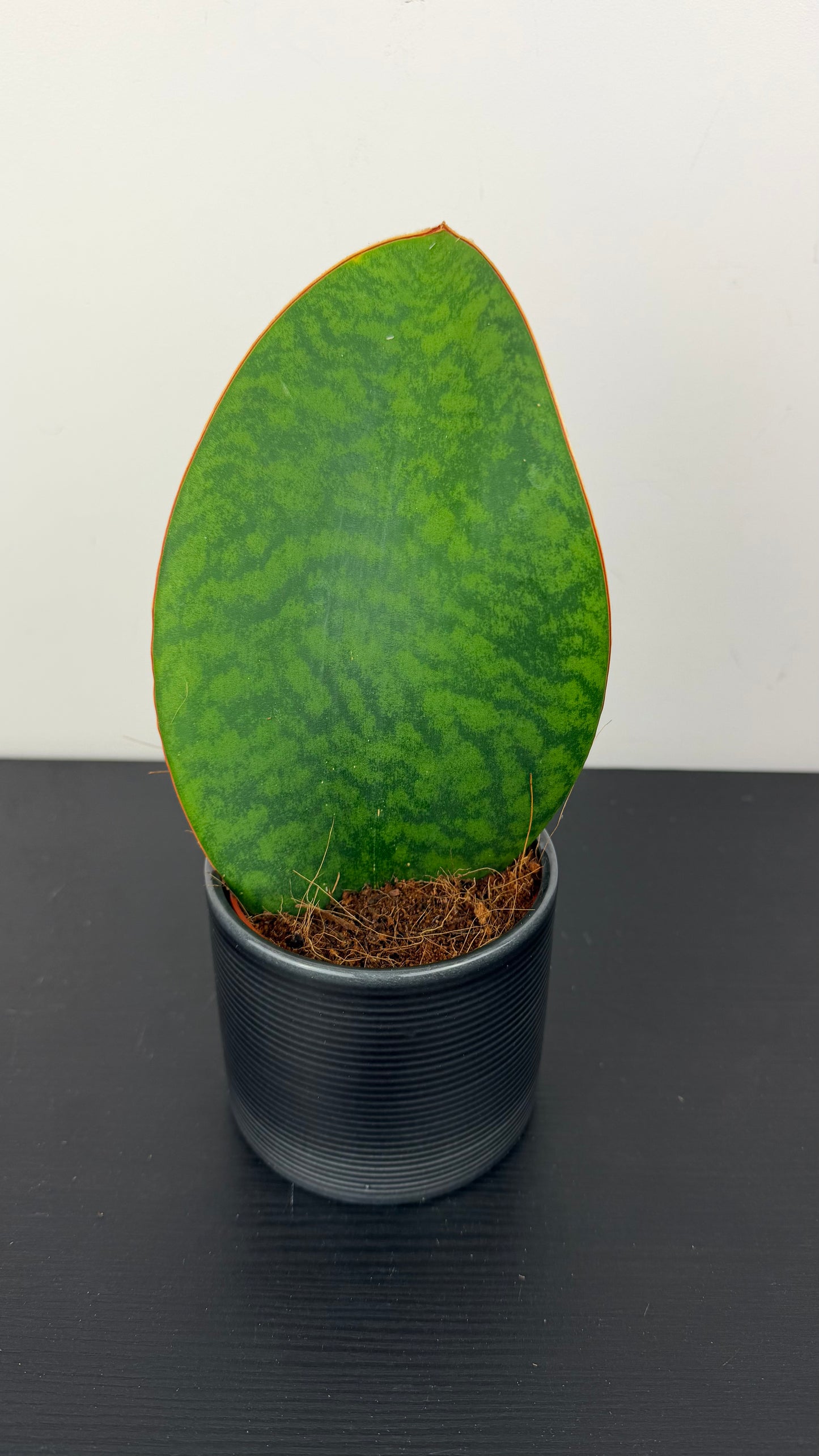 Sansevieria 2