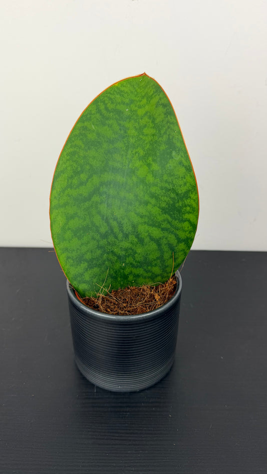Sansevieria 2