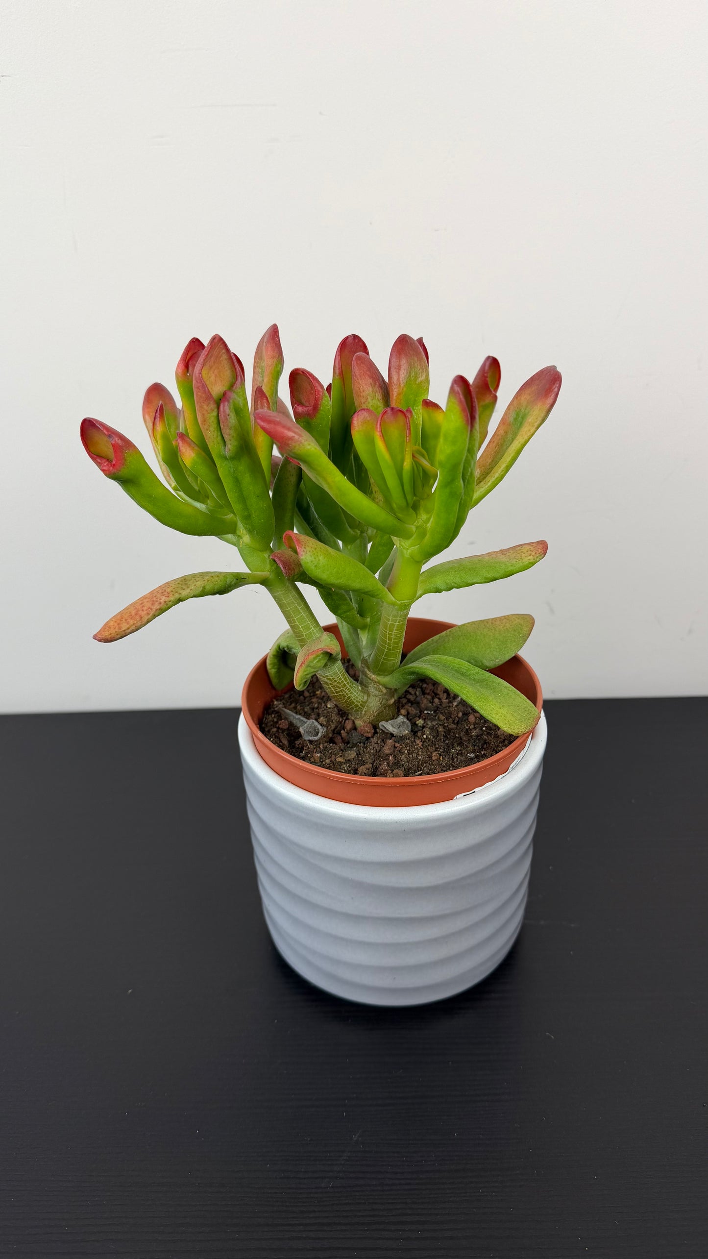 Crassula 6