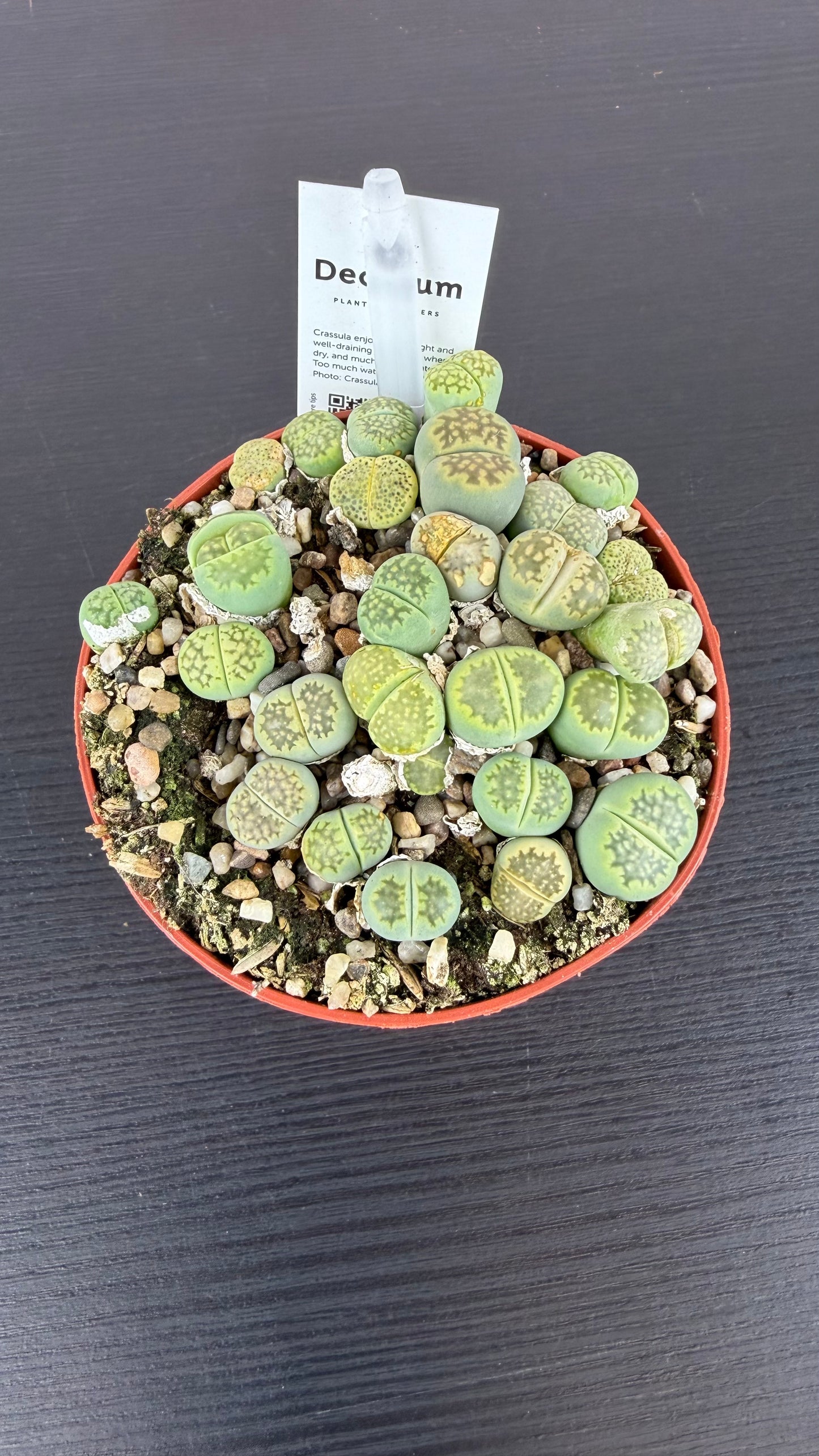 Lithops 5