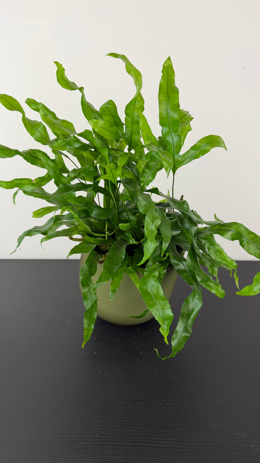 Microsorum Diversifolium