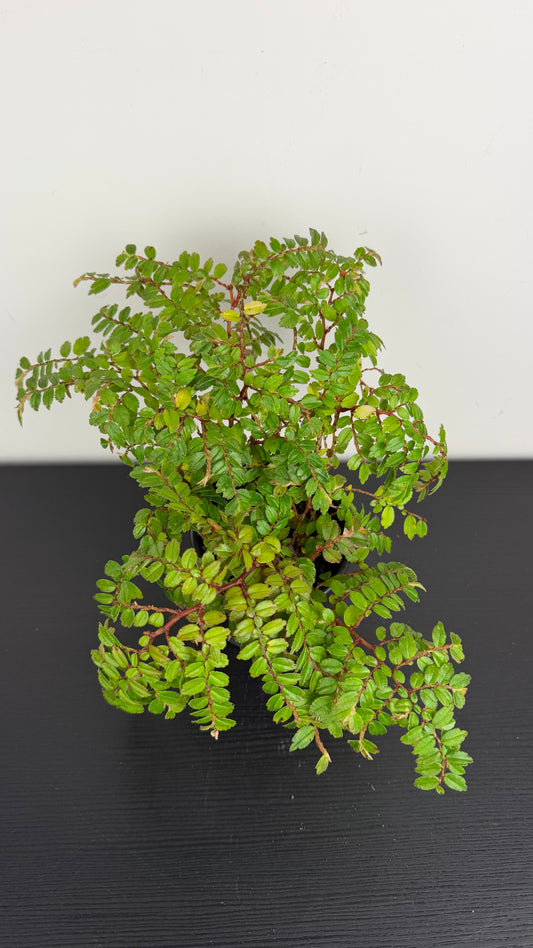 Begonia Foliosa Miniata