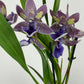Zygopetalum Louisendorf 2