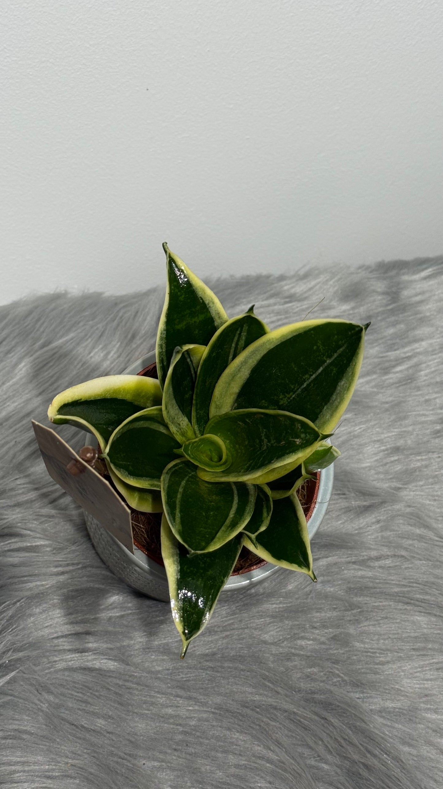 Sansevieria Golden Hahnii