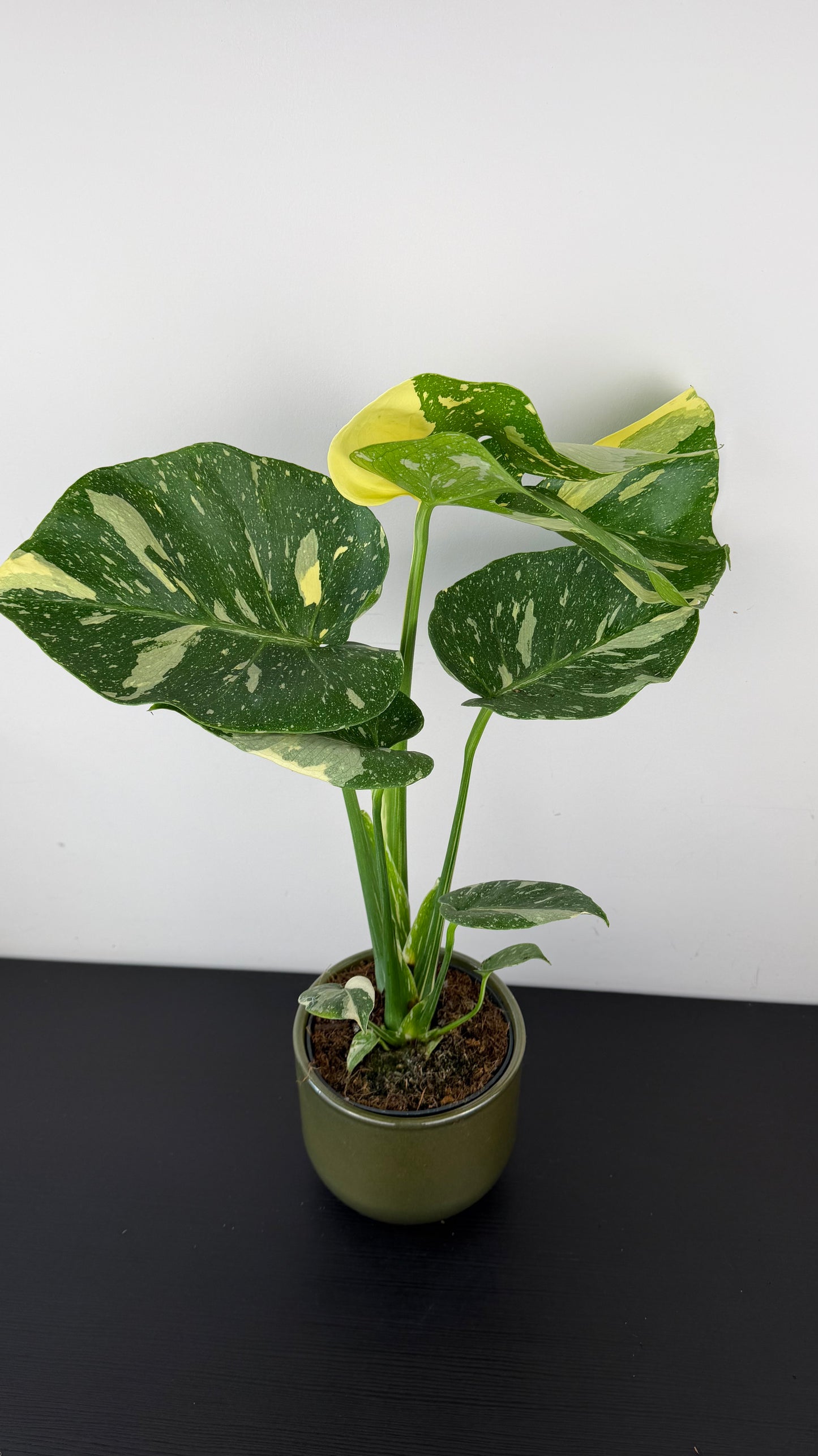 Monstera Thai Constellation