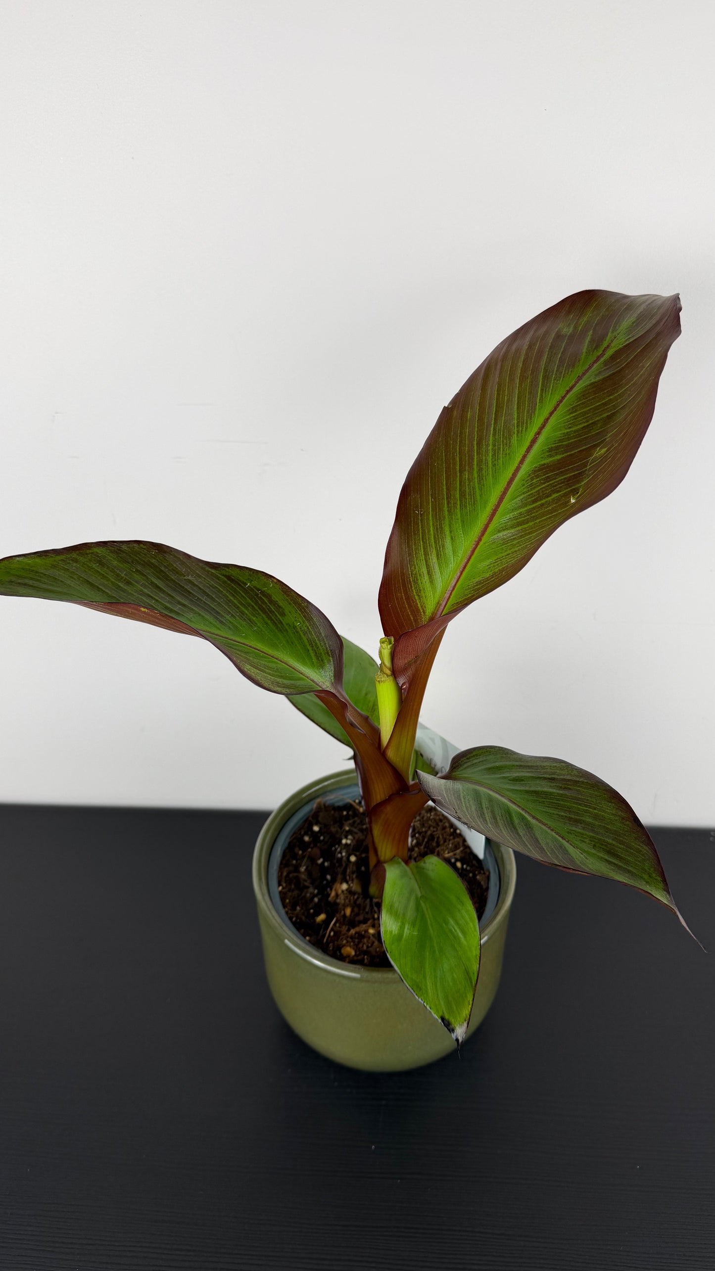 Ensete Maurelii