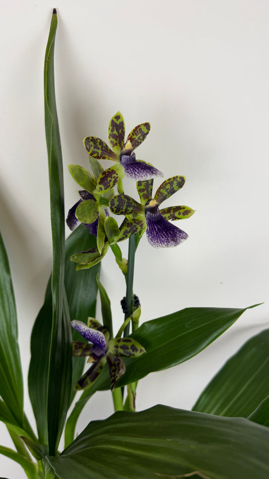 Zygopetalum Louisendorf