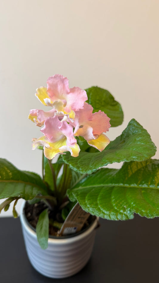Streptocarpus 2