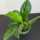 Aglaonema Peach Pearl
