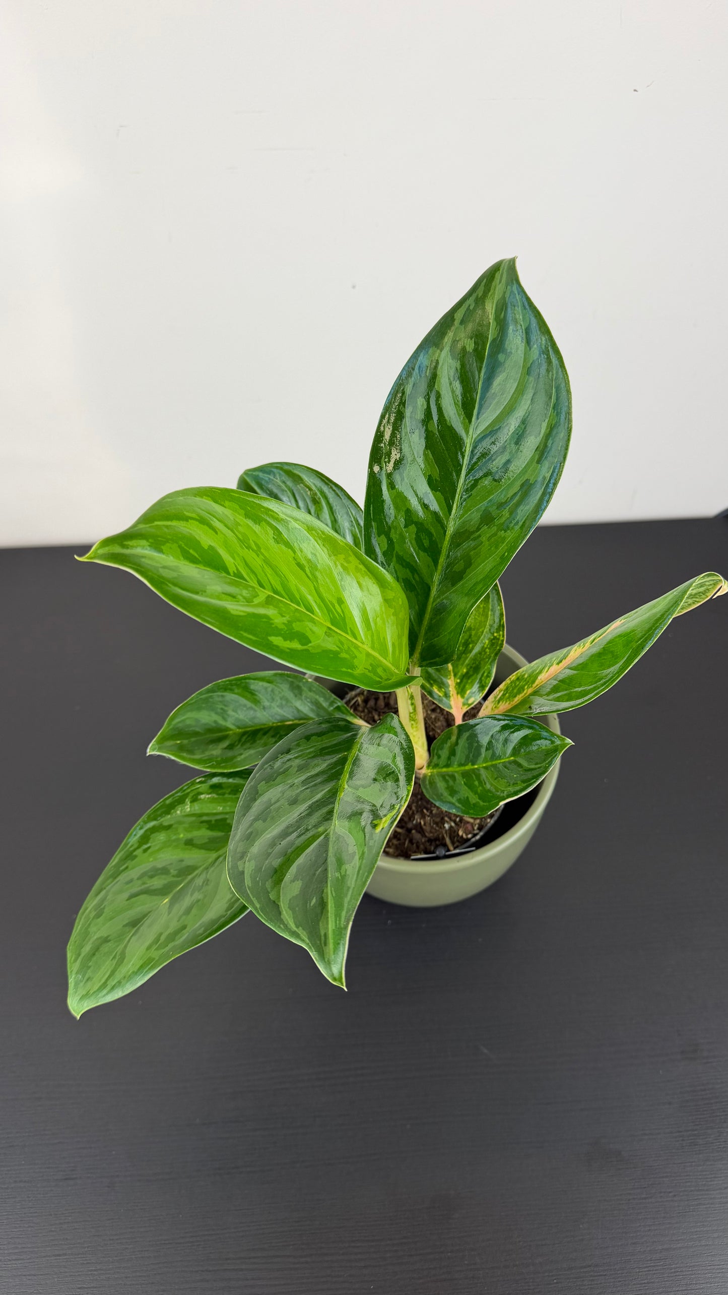Aglaonema Peach Pearl