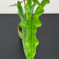 Alocasia sabrina narrow