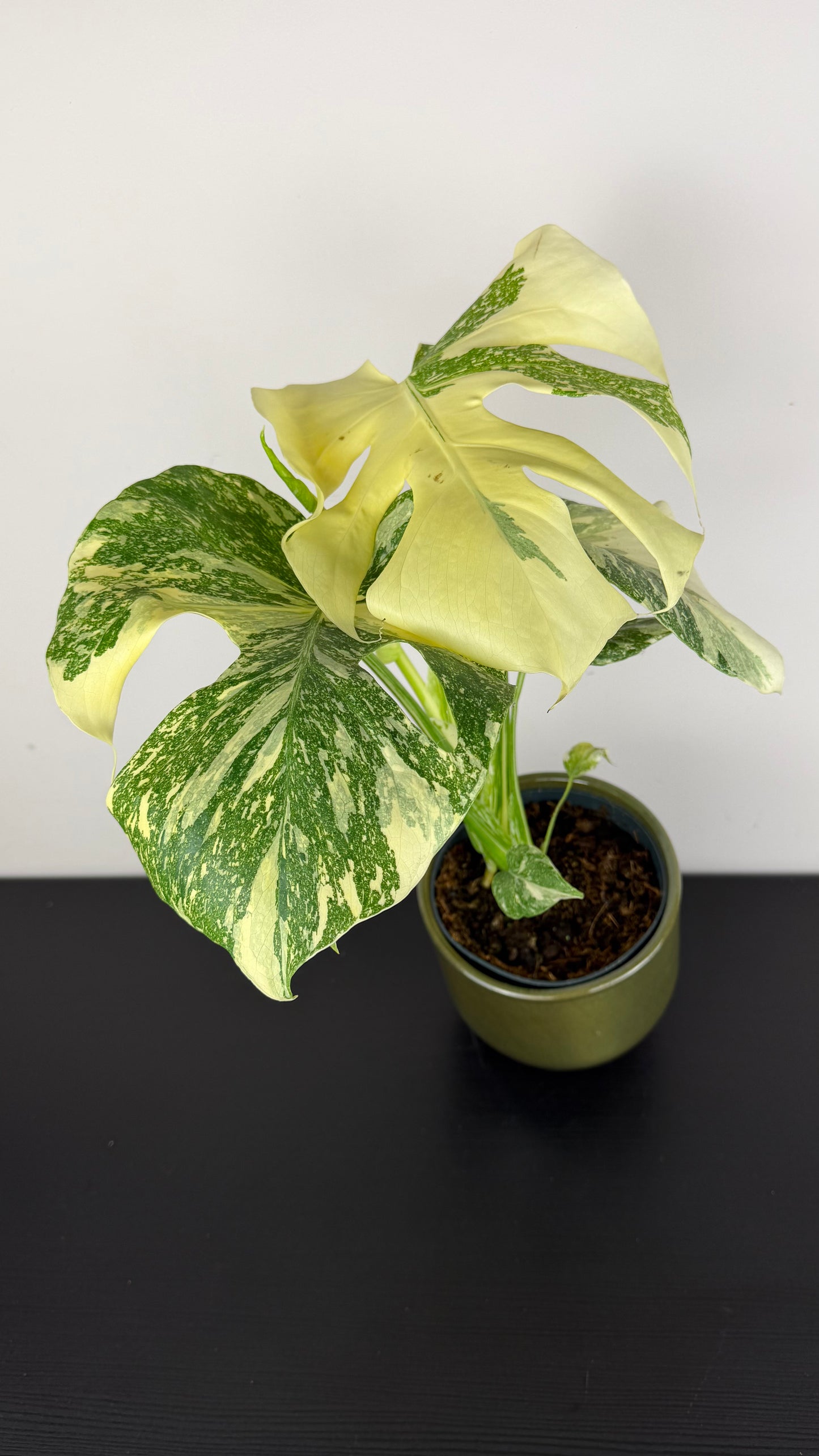 Monstera Thai Constellation