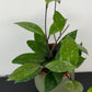 Hoya carnosa Stardust