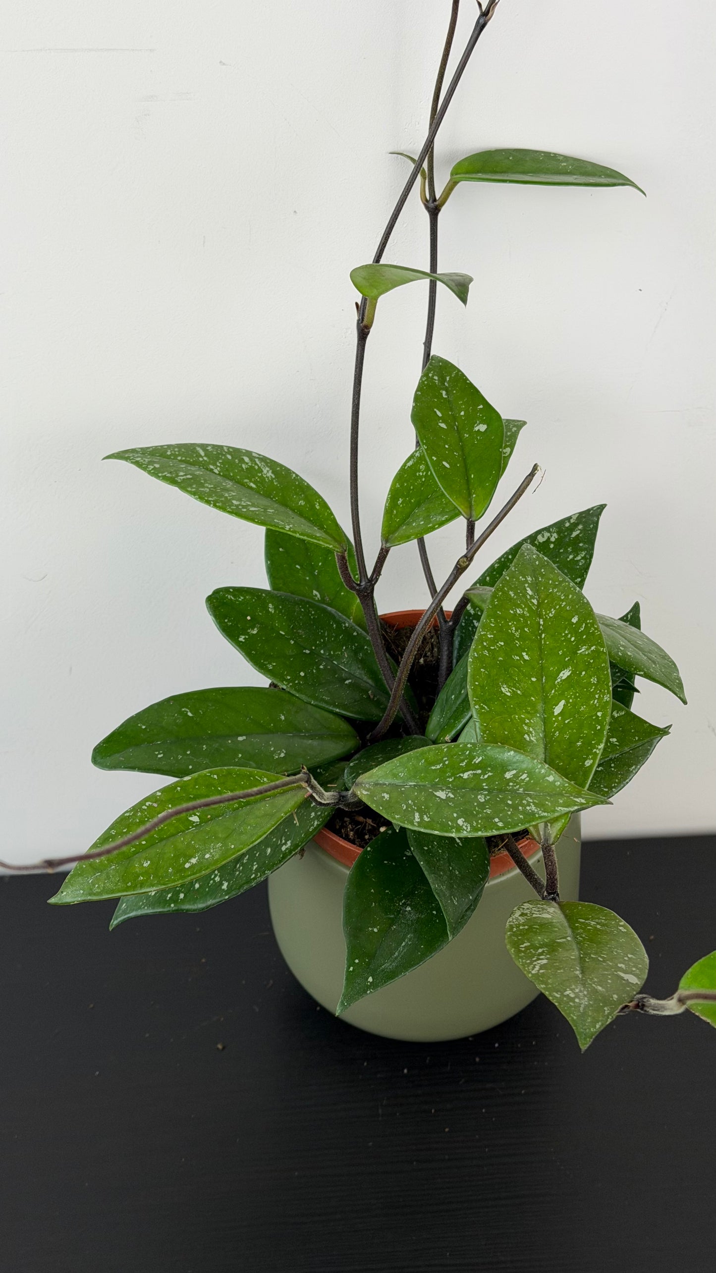 Hoya carnosa Stardust