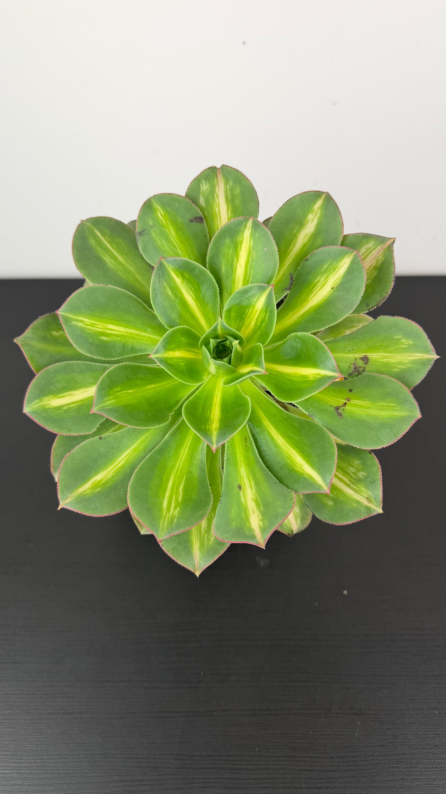 Aeonium 8