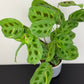 Maranta Fiesta