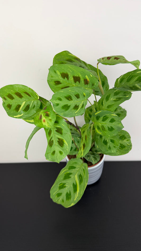 Maranta Fiesta