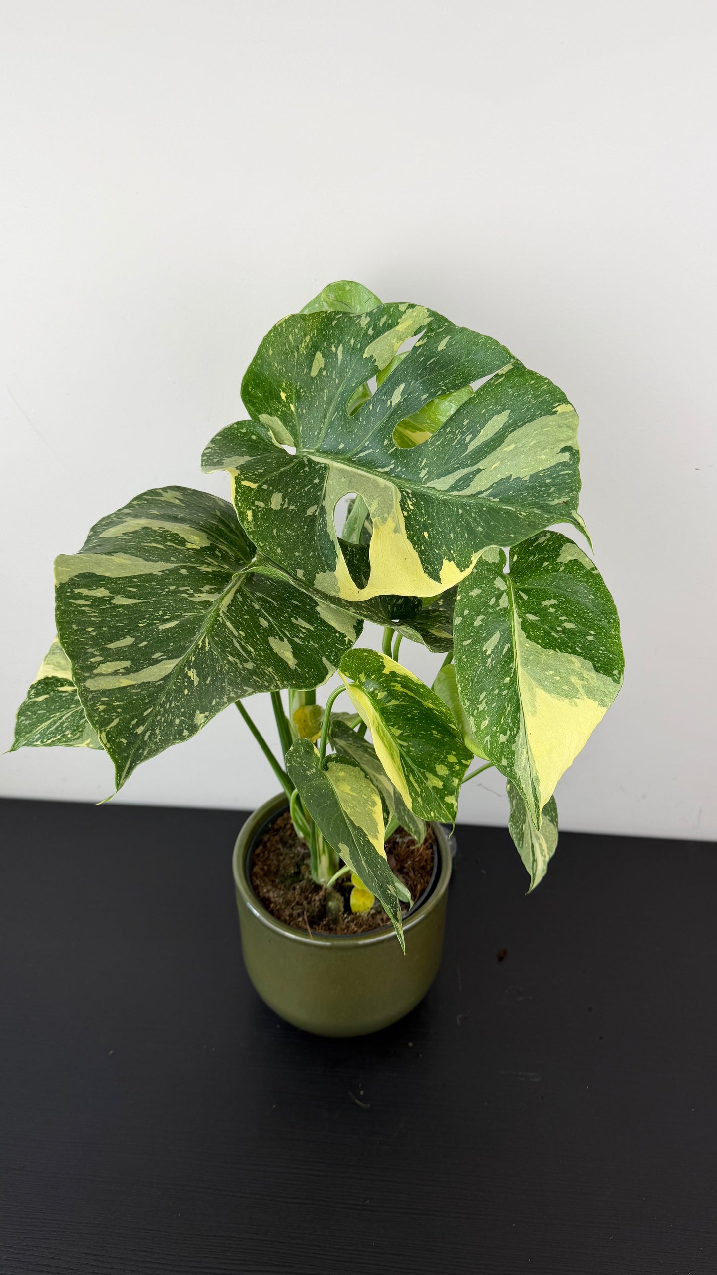 Monstera Thai Constellation