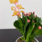 Schlumbergera Yellow / Orange