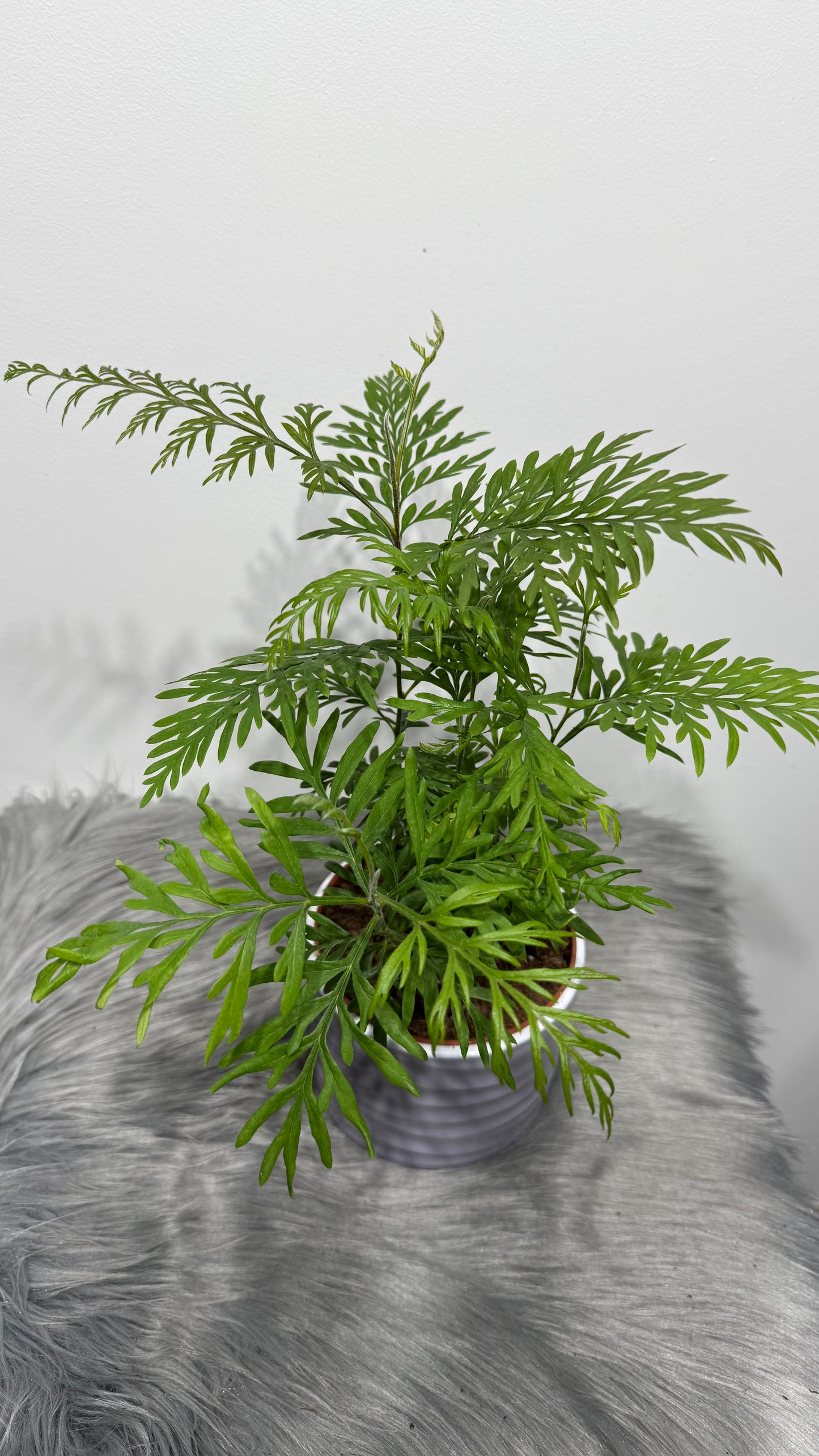 Grevillea Robusta