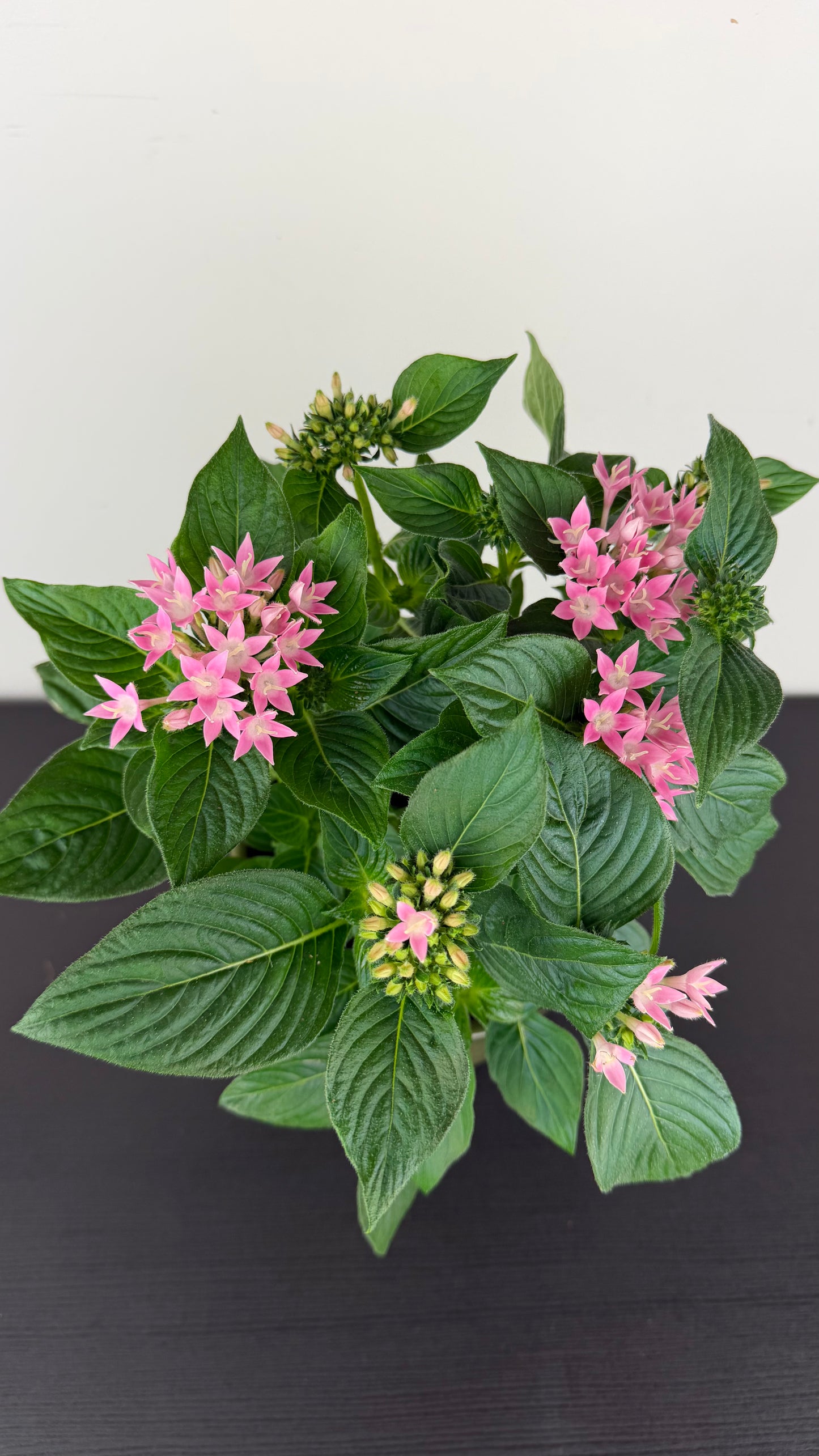 Pentas Lanceolata