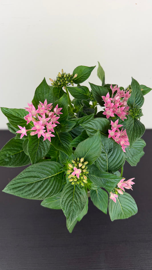 Pentas Lanceolata