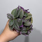 Tradescantia Sweetness