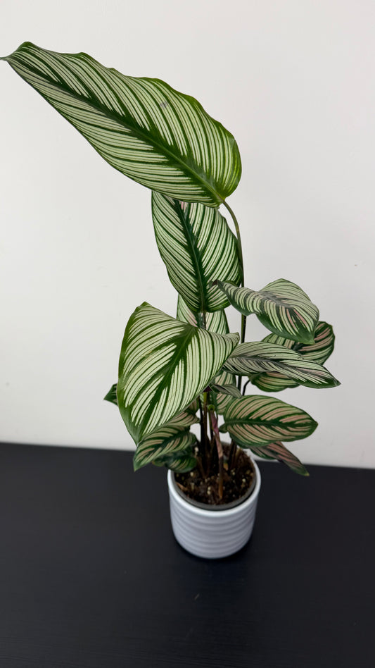 Calathea Majestica White Star