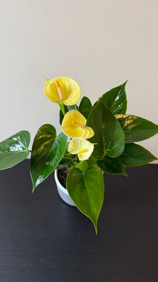 Anthurium White